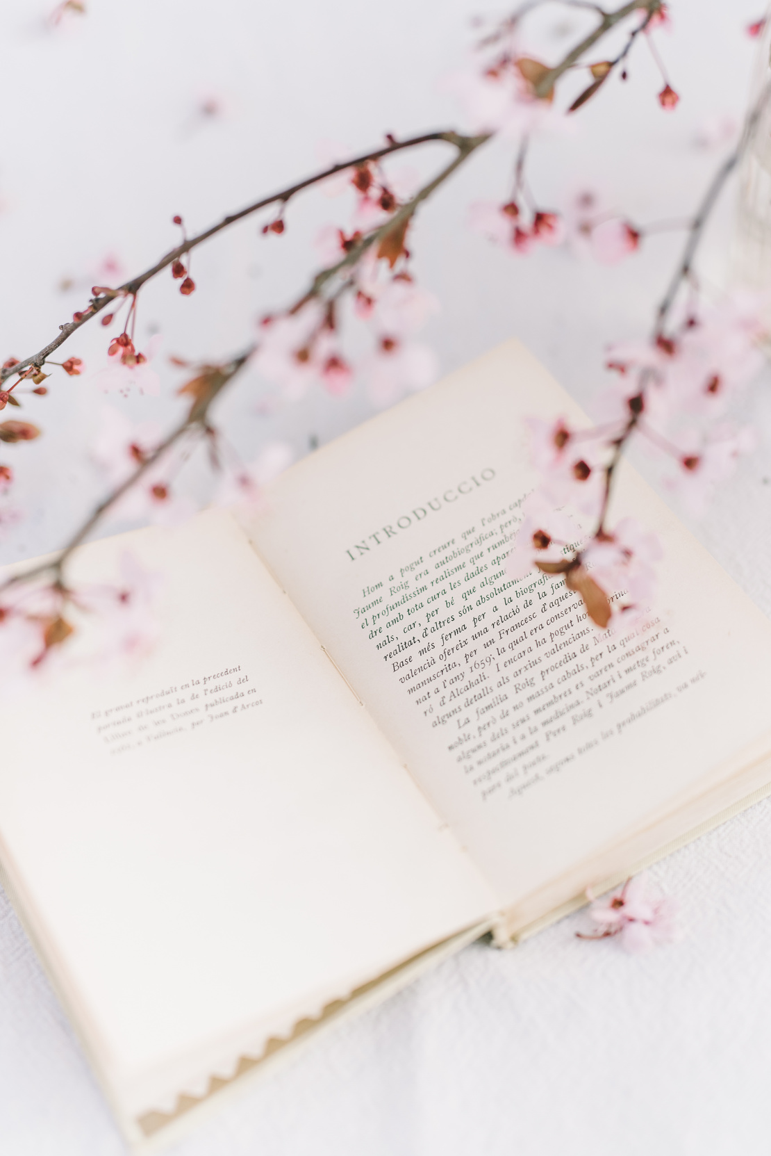 Opened Book through Pink Flowers on a Branch 